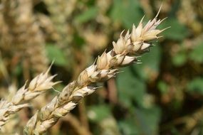 large ears of wheat close up