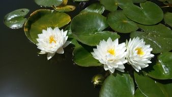 beautiful white water lily