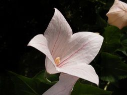 Open white flower in summer