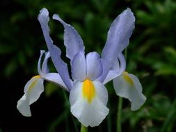 pale blue iris with yellow spots close-up