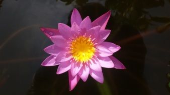 pink lotus with a yellow core