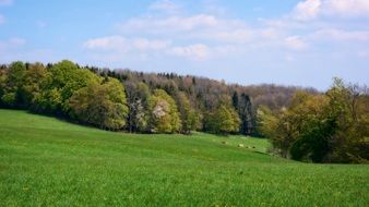 landscape of green field near the forest
