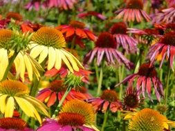 bright coneflowers blooming on flower bed