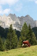 magnificent Austria Mountains