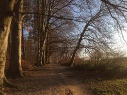 Forest path Nature Autumn season