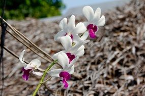 white orchid with purple petals close-up