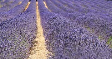 field with lavender bushes