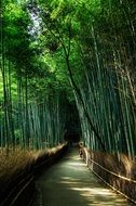 trail among a natural bamboo forest in a park in japan