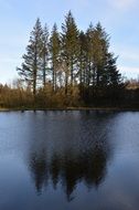 pine trees by the lake