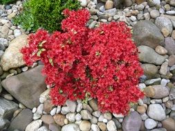 red azalea among the stones