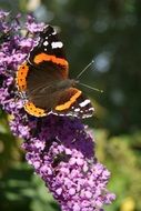 magnificent Butterfly