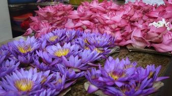 lotus like a flower of worship