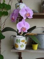stunning gorgeous Orchid Flower