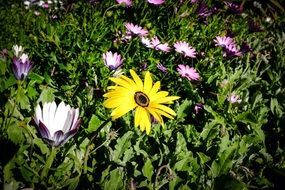 magnificent Spring Flower