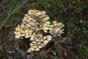 lot of mushrooms on a stump