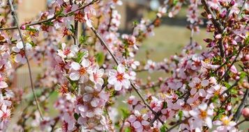 delicate sakura blossom