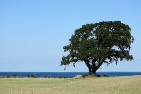 natural wood landscape