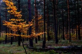 Autumn Colorful Leaves evening view