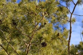pine tree with cones on a sunny day