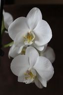 white orchid flowers on the black background
