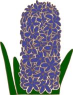 magnificent Hyacinth Plant