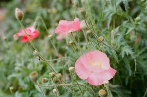 Pink poppy flowers blossom on the meadow