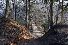 Leafless tree forest