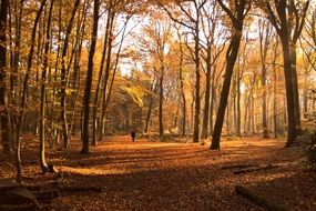 man in a colorful autumn forest