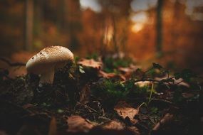 Close-up of the poisonous mushroom among colorful dry leaves in the forest
