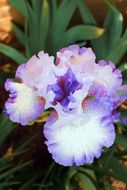 beautiful white and purple Iris Flower
