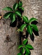 green leaves are like flowers