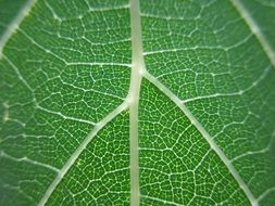 streaks on a green leaf close-up