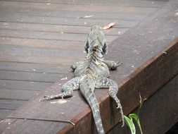 desert horned lizard