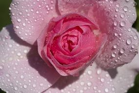 delicate pink rose in water drops