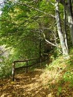 wooden fence in autumn forest in poland national park