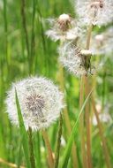 A lot of the dandelion flowers in the grass