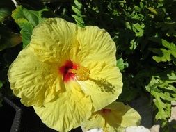 yellow hibiscus with long stamens