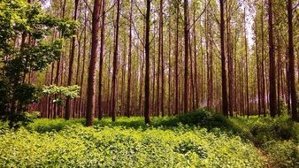 Forest highTrees