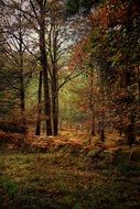 Autumn Nature in Woodland scene