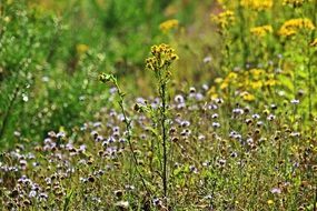 ragweed bloom on the field