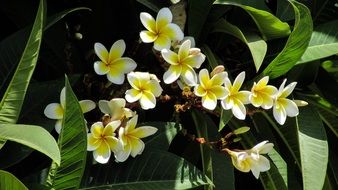 white yellow flowers in the sun
