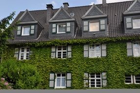 facade in green plants of an old house