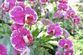 blooming pink orchids in Thailand