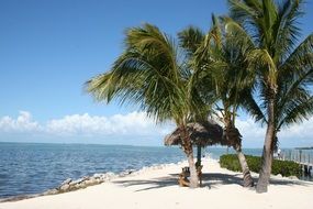 Beautiful sandy Florida beach with palms