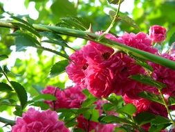 bush with bright pink miniature roses close-up