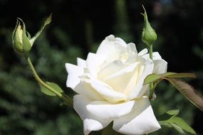 incredibly handsome Rose White Flower on blurred background