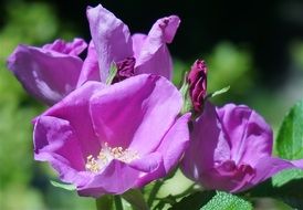 Beautiful rose clusters in the garden