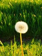 white dandelion near green grass