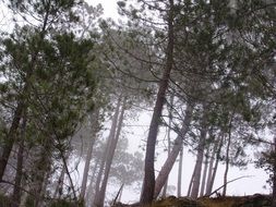 Tree Forest fog