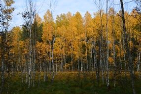 photo of autumn birch forest